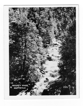 Shows the Taggerty River in Marysville in Victoria. Shows the river flowing over rocks through a forest of trees and tree ferns. The title of the photograph is handwritten in white ink on the lower edge.