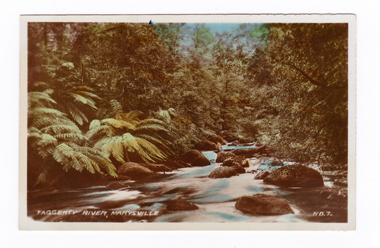 Shows the Taggerty River in Marysville, Victoria. Shows the river flowing over rocks through a forest of trees and tree ferns. The title of the photograph is handwritten in white ink along the lower edge.