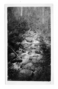 Shows the Taggerty River near Marysville in Victoria. Shows the river flowing over rocks through the forest.