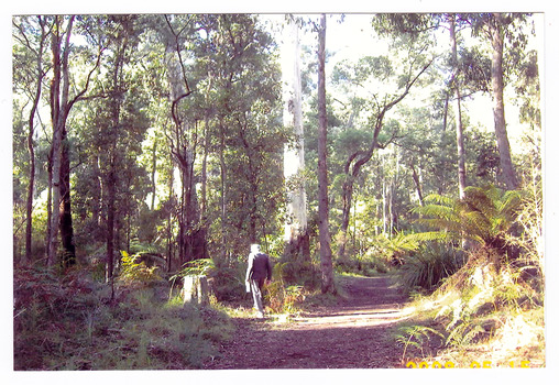 Shows a man walking along a walking track that leads through a forest of large trees and tree ferns.