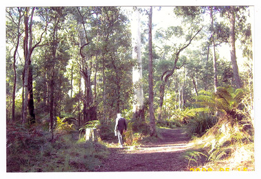 Shows a man walking along a walking track that leads through a forest of large trees and tree ferns.