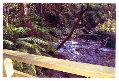 Shows a wooden bridge crossing a river. The river is flowing through a forest of trees and tree ferns.