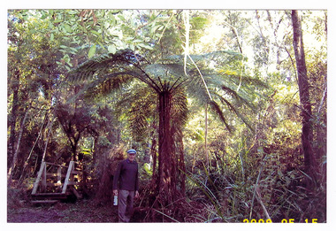 Shows a man standing in front of a large tree fern which is next to a wooden bridge.