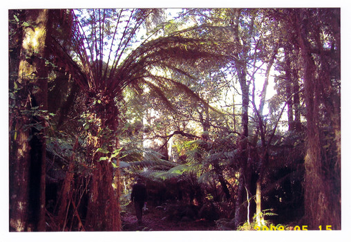Shows a man walking along a track through a forest of large trees and tree ferns.