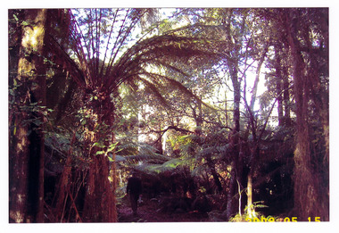 Shows a man walking along a track through a forest of large trees and tree ferns.