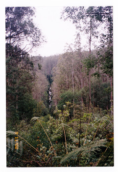 Shows Phantom Falls from a distance, cascading down the mountain surrounded by a heavily treed forest. In the foreground are some tree ferns.