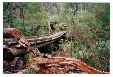 Shows the timber tramway bridge that is along the Michaeldene Walking Track near Marysville in Victoria.