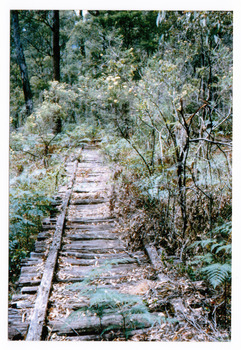 Shows the timber tramway bridge that is along the Michaeldene Walking Track near Marysville in Victoria.