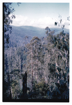 Shows the view of the surrounding mountains from Mount Margaret. Shows in the foreground several large trees.