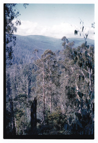Shows the view of the surrounding mountains from Mount Margaret. Shows in the foreground several large trees.