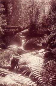 Shows the Taggerty River flowing over large rocks and under fallen logs through the forest. In the foreground are some tree ferns.