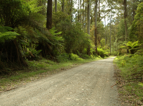 Shows Lady Talbot Drive near Marysville in Victoria. Shows the dirt road leading through the forest.
