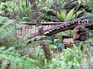 Shows the timber tramway bridge that is along the Michaeldene Walking Track near Marysville in Victoria. 