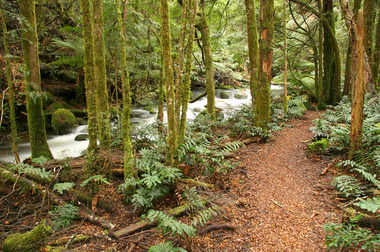 Shows the Beeches Rainforest Walking Track near Marysville in Victoria. Shows the track leading through the forest with the Taggerty River flowing alongside.