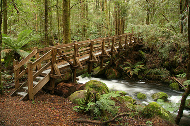 Shows a wooden bridge over the Taggerty River which is part of the Beeches Rainforest Walk near Marysville in Victoria. The track leads through a forest of large trees and tree ferns.