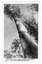 Shows The Big Tree near Cambarville in Victoria. The image is taken from the base of the tree looking up into the canopy of the forest. On the reverse of the postcard is a space to write a message and an address and to place a postage stamp. The postcard is unused.