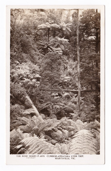 Shows a view up a gully in the Cumberland Valley in Victoria. The gully is heavily forested with trees and tree ferns. On the reverse of the postcard is a space to write a message and an address and to place a postage stamp. The postcard is unused.