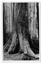 Shows the Big Tree in Cambarville, Victoria. Shows the base of the Big Tree standing in the forest. The title of the photograph is handwritten in black ink on the lower edge. On the reverse of the postcard is space to write a message and an address and to place a postage stamp. The postcard is unused.