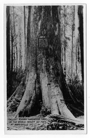 Shows the Big Tree in Cambarville, Victoria. Shows the base of the Big Tree standing in the forest. The title of the photograph is handwritten in black ink on the lower edge. On the reverse of the postcard is space to write a message and an address and to place a postage stamp. The postcard is unused.