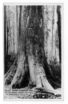 Shows the Big Tree in Cambarville, Victoria. Shows the base of the Big Tree standing in the forest. The title of the photograph is handwritten in black ink on the lower edge. On the reverse of the postcard is a hand-written message in grey lead pencil.