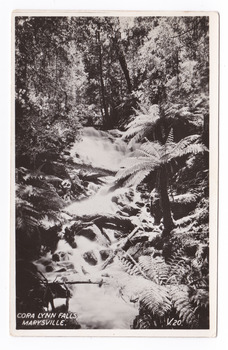 Shows the Cora Lynn Falls cascasding down the mountain surrounded by a forest of large trees and tree ferns. There a number of fallen logs lying across the falls. On the reverse of the postcard is a space to write a message and an address and to place a postage stamp. The postcard is unused.