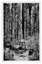 Shows a sample acre of tall trees near Marysville in Victoria. Shows a large tree with a sign from the Forests Commission of Victoria attached to it giving details of the trees located in the sample acre. The title of the photograph is handwritten in white ink on the lower edge. On the reverse of the postcard is space to write a message and an address and to place a postage stamp. The postcard is unused.