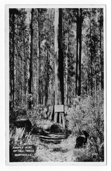 Shows a sample acre of tall trees near Marysville in Victoria. Shows a large tree with a sign from the Forests Commission of Victoria attached to it giving details of the trees located in the sample acre. The title of the photograph is handwritten in white ink on the lower edge. On the reverse of the postcard is space to write a message and an address and to place a postage stamp. The postcard is unused.
