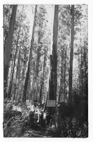Shows a sample acre of tall trees near Marysville in Victoria. Shows a large tree with a sign from the Forests Commission of Victoria attached to it giving details of the trees located in the sample acre. Shows a group of people standing at the base of a tall tree reading the sign from the Forests Commission of Victoria.