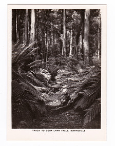 Photograph (item) - Black and white photograph, Rose Stereograph Company, Track to Cora Lynn Falls, Marysville, 1913-1967