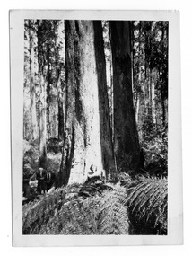 Shows a lady standing at the base of a tall tree in amongst the forest in the Cumberland Valley near Marysville in Victoria. There are also a man and a woman standing to the right of the tree. The location of the photograph and the month and year it was taken have been typed on the reverse.