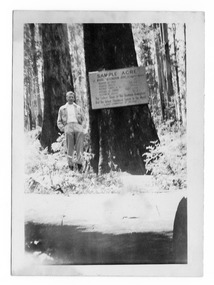 Shows a sample acre of tall trees near Marysville in Victoria. Shows a man standing next to a large tree with a sign from the Forests Commission of Victoria attached to it giving details of the trees located in the sample acre.