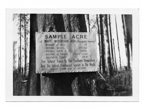Shows a large tree with a sign from the Forests Commission of Victoria attached to it giving details of the trees located in the sample acre. The location of and the year the photograph was taken are written on the reverse in black ink.