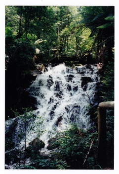 Shows the Cora Lynn Falls near Marysville in Victoria. Shows the falls cascading down the mountain surrounded by forest. At the top of the falls there is a large log lying across the falls. In the foreground there is a wooden rail.