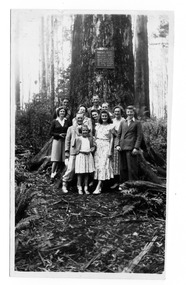 Shows a group of 11 people standing at the base of The Big Tree near Marysville in Victoria. Affixed to the tree is a sign which details the dimensions and other facts regarding the Big Tree.