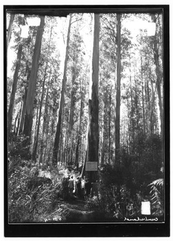 Shows a sample acre of tall trees near Marysville in Victoria. Shows a large tree with a sign from the Forests Commission of Victoria attached to it giving details of the trees located in the sample acre. Shows a group of people standing at the base of a tall tree reading the sign from the Forests Commission of Victoria.