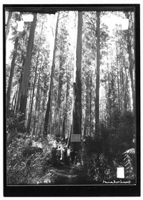 Shows a sample acre of tall trees near Marysville in Victoria. Shows a large tree with a sign from the Forests Commission of Victoria attached to it giving details of the trees located in the sample acre. Shows a group of people standing at the base of a tall tree reading the sign from the Forests Commission of Victoria.