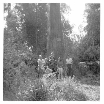 Shows a group of 6 people standing at the base of The Big Tree near Marysville in Victoria. Affixed to the tree is a sign which details the dimensions and other facts regarding the Big Tree.