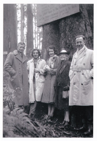 Shows a sample acre of tall trees near Marysville in Victoria. Shows a large tree with a sign from the Forests Commission of Victoria attached to it giving details of the trees located in the sample acre. Shows a group of 5 people standing at the base of a tall tree under the sign from the Forests Commission of Victoria.