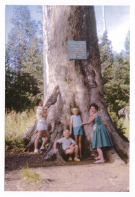 Shows a group of 4 children standing and sitting at the base of The Big Tree near Marysville in Victoria. Affixed to the tree is a sign which details the dimensions and other facts regarding the Big Tree.