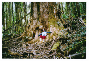 Shows a lady sitting at the base of The Big Tree near Marysville in Victoria. Affixed to the tree is a sign which details the dimensions and other facts regarding the Big Tree.