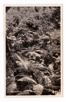 Shows a gully in the Cumberland Valley near Cambarville in Victoria. The gully is filled with tree ferns. The title of the photograph is along the lower edge.