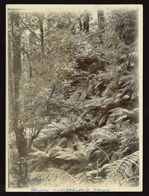 Shows a gully fillled with trees and tree ferns. The location of the photograph is hand-written along the lower edge of the photograph.