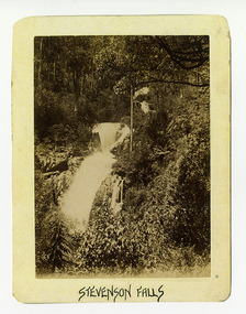Shows Steavenson Falls in Marysville in Victoria. Shows the falls cascading down the mountain surrounded by a forest of large trees and tree ferns. The title of the photograph is along the lower edge in black ink. On the reverse of the photograph is a stamp from the Armstrong Collection at 42 Station Street in Sandringham in Victoria.