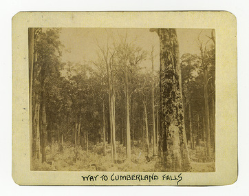 Shows a scene of a forest of large trees. The title of the photograph is along the lower edge in black ink. On the reverse of the photograph is a stamp from the Armstrong Collection at 42 Station Street in Sandringham in Victoria.