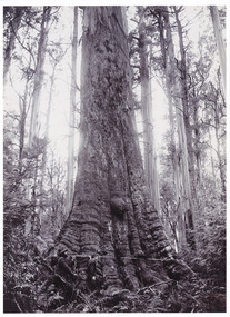 Shows two men measuring around the base of a Cumberland Valley giant tree. 