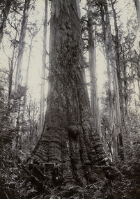 Shows two men measuring around the base of a Cumberland Valley giant tree. 