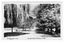 Shows Marysville's main street. Looking down the tree-lined main street, a horse is in the left of the photograph and a fence lined path is on right-hand side of photograph. The title of the photograph is along the lower edge of the postcard. On the reverse of the postcard is a space to write a message and an address and to place a postage stamp. The postcard is unused.