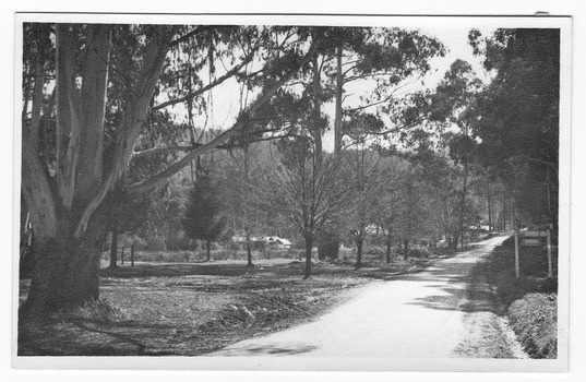 Shows the Marysville-Buxton Road looking from Murchison Street in Marysville in Victoria. Shows a tree lined dirt road with some buildings visible on the left hand side. In the right of the photograph can be seen the reverse of a sign.