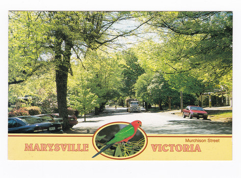 Shows Murchison Street in Marysville in Victoria. Shows a treelined street with cars parked on either side of the street. The title of the postcard is along the lower edge of the postcard and in middle of the title is a small photograph of a King Parrot sitting on some gum leaves. On the reverse of the postcard is a space to write a message and an address and to place a postage stamp. The postcard is unused.