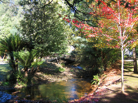 Shows the Steavenson River in Marysville in Victoria. In the background is a bridge over the river. The river has tree ferns and trees growing on either bank.